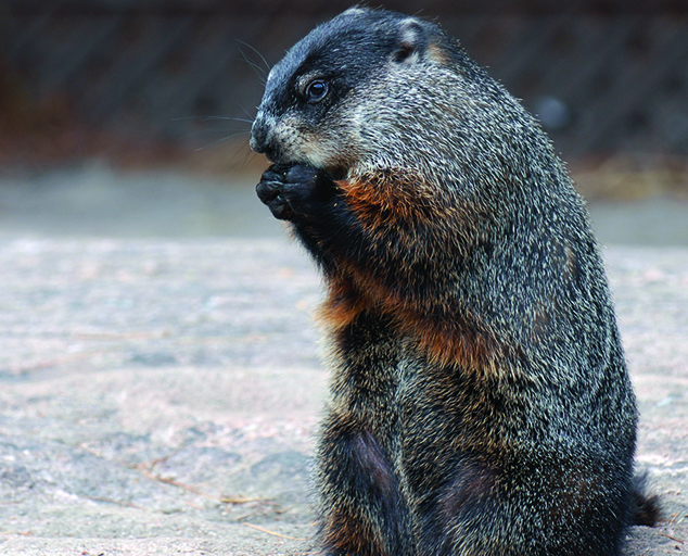 Wintertime Survival Lake Metroparks